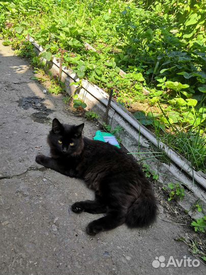 Кошка и котик в дар