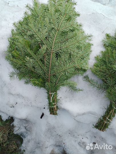Банные веники пихта