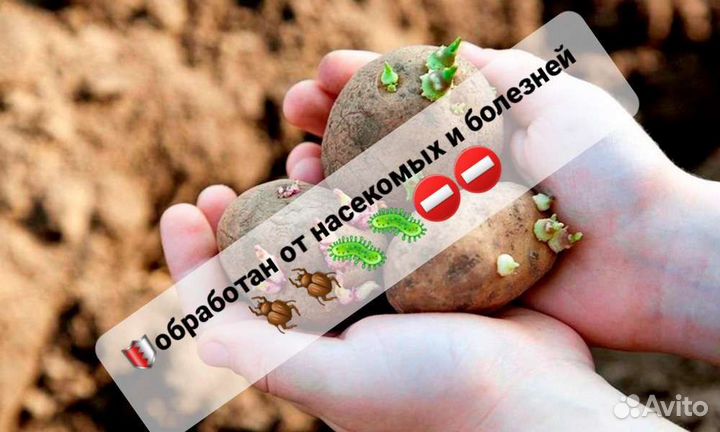 Семенной картофель элит качество