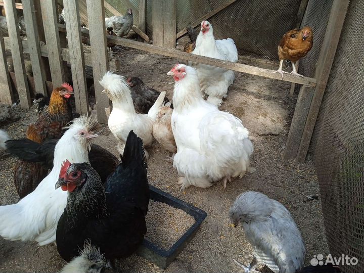 Куры, петухи, инк, яйца перепела