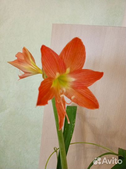 Гиппеаструм