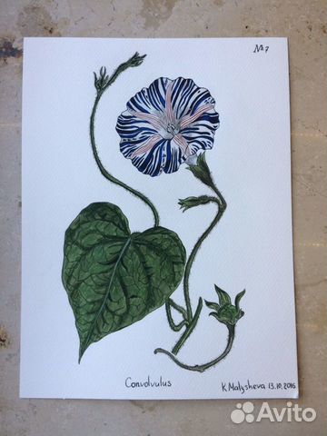 Рисунки Botanical Prints