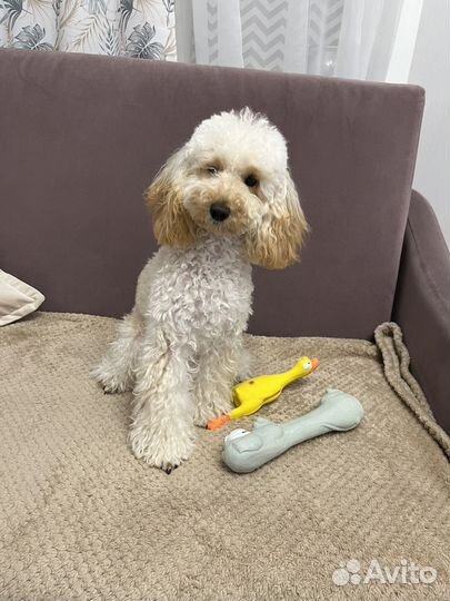 Передержка собак Той-пудель, Мальтипу, Бишон фризе