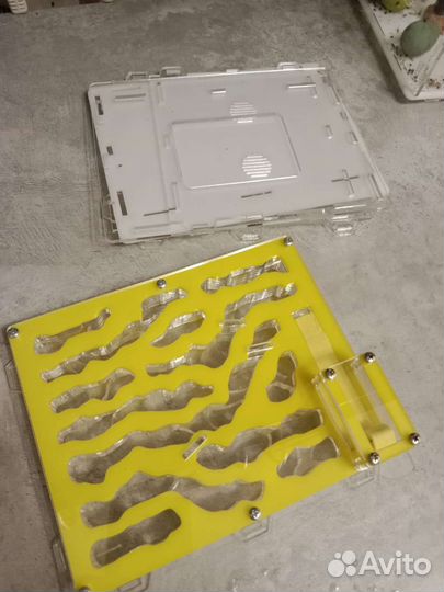 Формикарий с муравьями