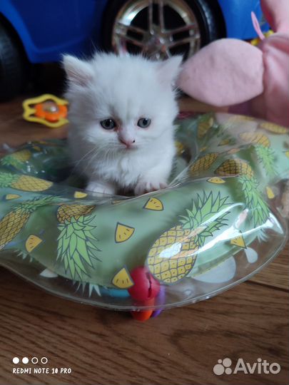 Шотландский вислоухий кот
