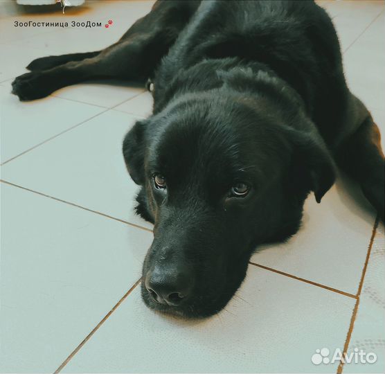 Собака Лорд