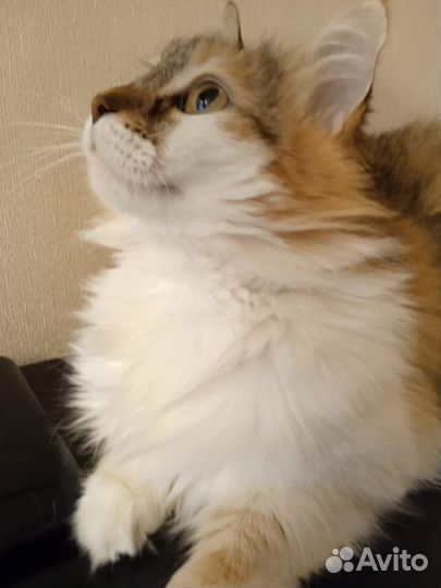 Ждёт хозяина