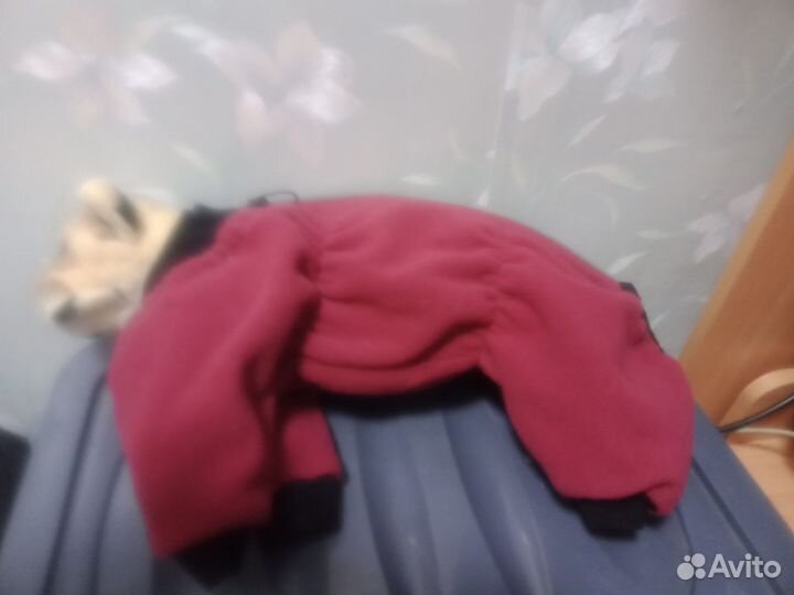 Комбинезон для собаки