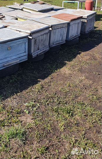 Продаются улья