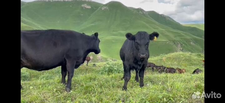 Крс Абердин Ангус