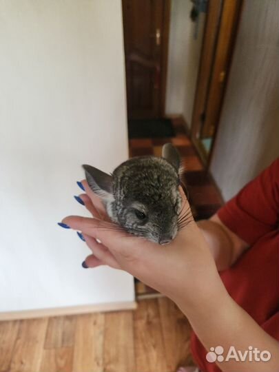 Продам Шиншилл