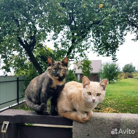 Тиграша красотка в добрые руки