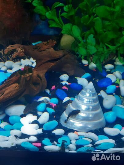 Сомики анциструсы