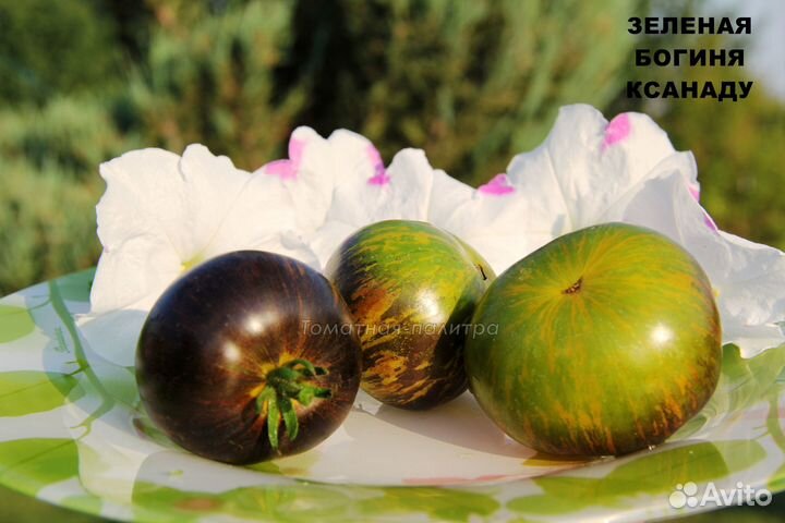 Семена редких экзотических томатов