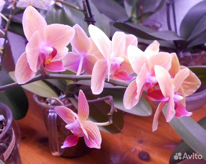 Орхидея фаленопсис