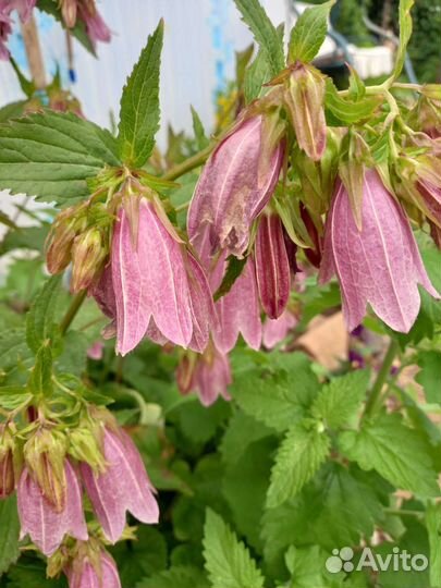 Многолетники для вашего сада