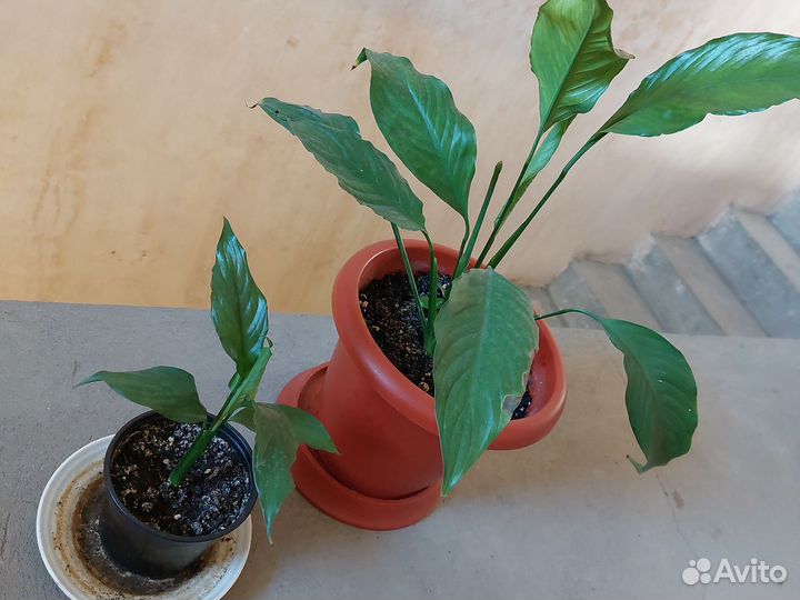 Комнатные цветы