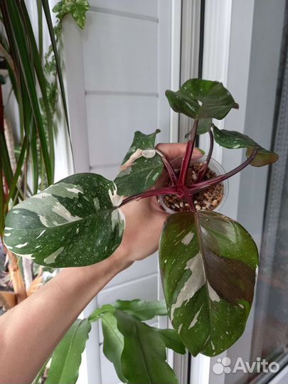 Филодендрон ред андерсен, все по одной цене