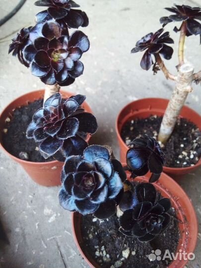 Эониум древовидный