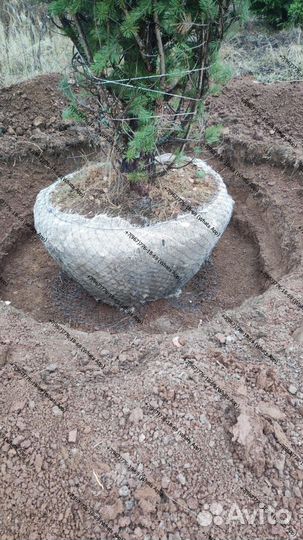 Ель сосна 3,4,5 метра премиум качество