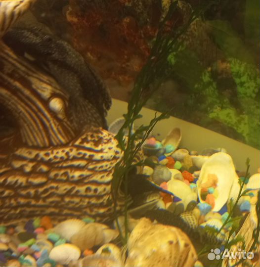 Продам сомиков 10шт