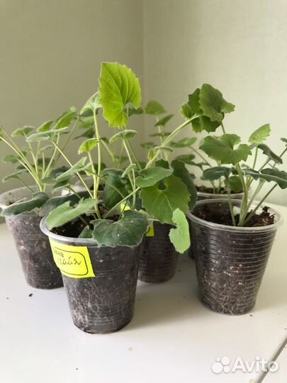 Кампанула (колокольчик)