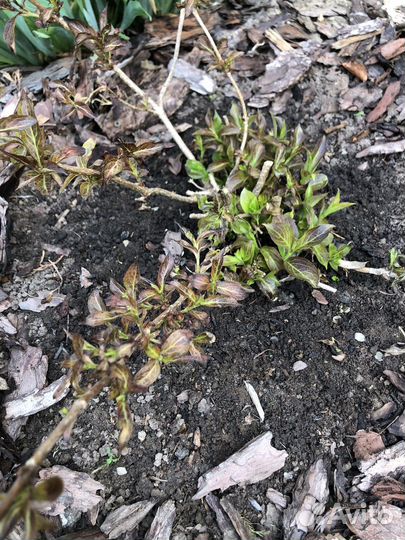 Вейгела Александрийская