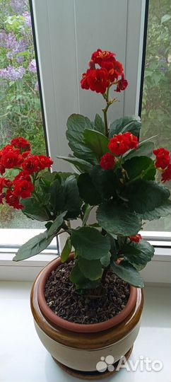 Каланхоэ цветущий