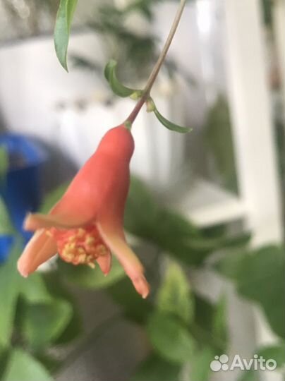 Гранат комнатный карликовый Бейби