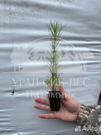 Лиственница Сибирская с зкс сеянцы