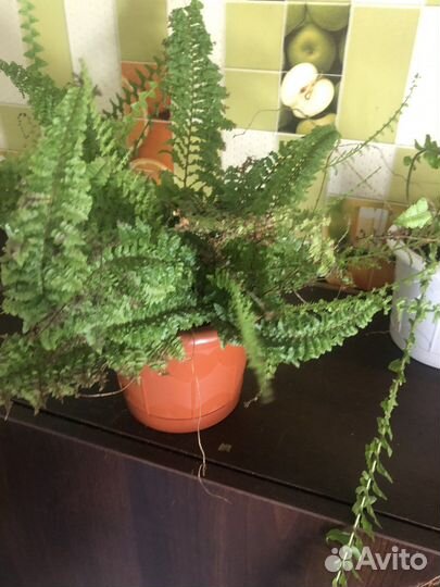 Папоротник