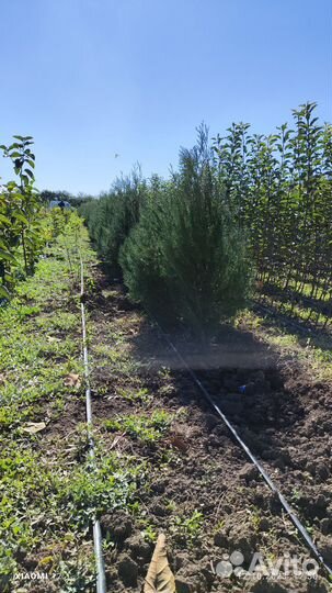 Саженцы туя