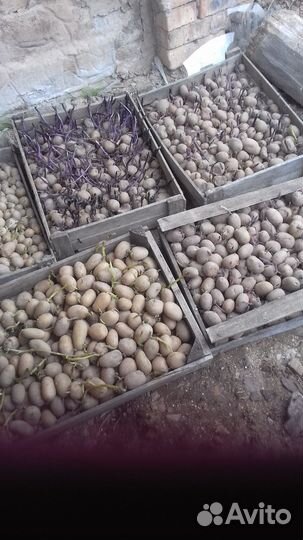 Продам картофель