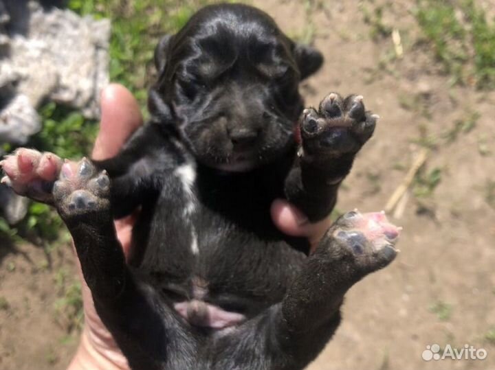 Лабрадор ретривер щенки