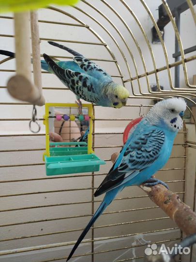 Пара волнистых попугаев