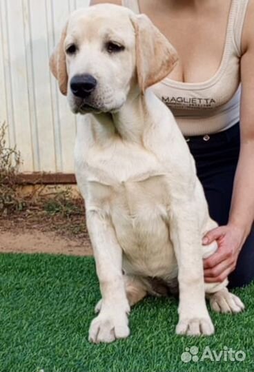 Щенки лабрадора