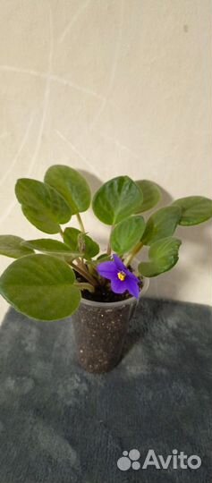Фиалка в горшках