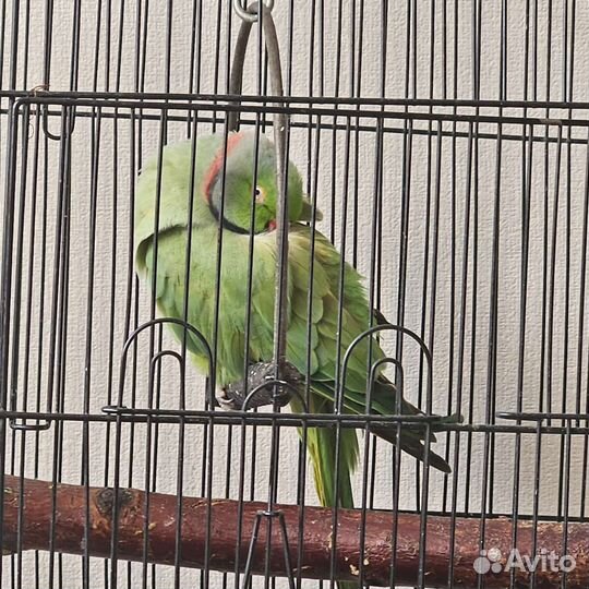 Ожереловый попугай