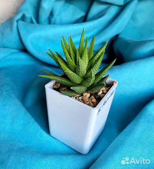 Суккуленты