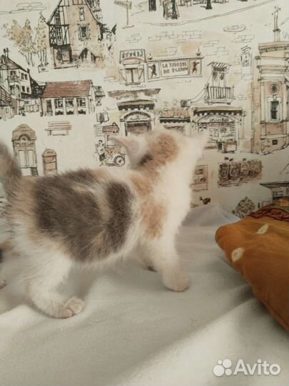 Трехцветный котенок девочка