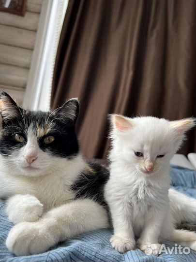 Котенок девочка