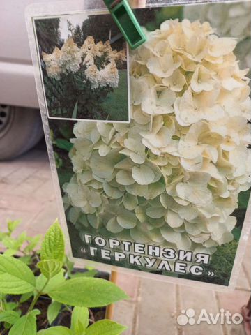 Гортензия метельчатая