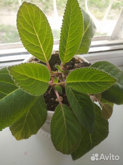 Освобождаю подоконник