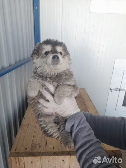 Щенки в дар