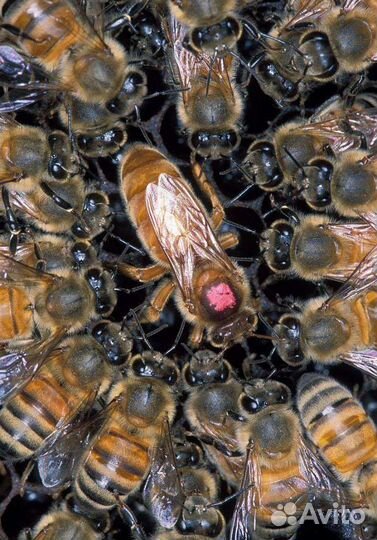 Плодные пчеломатки 2023 Карника, Карпатка, Бакфаст