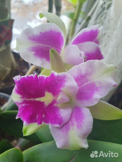 Cattleya Hibrid