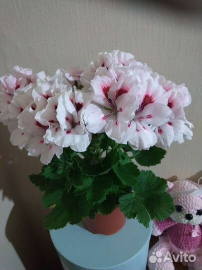 Пеларгония герань