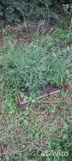 Лаванда серебристая