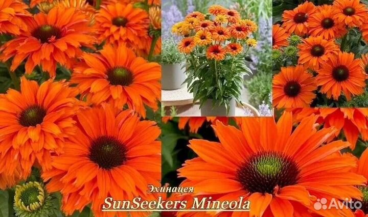 Махровая эхинацея, семена