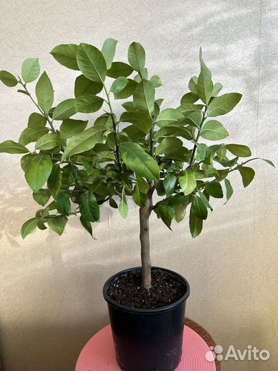 Лимон Лунарио